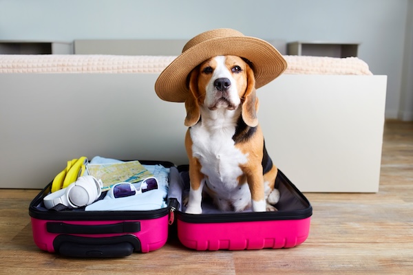 Pet travel tops Amadeus’ key trends for 2026